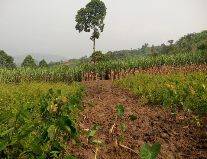 Gakenke: Barasaba ingurane ku myaka yabo yangijwe no kubaka imiyoboro y'amazi yo kuhira