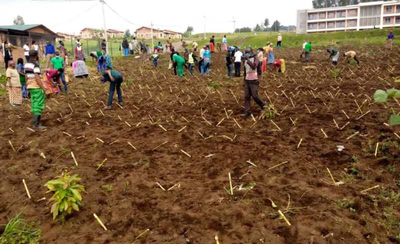 Kubera kubura ubwatsi bw'amatungo abo mu mudugudu w'icyitegererezo wa Kinigi basubije inka ku isambu