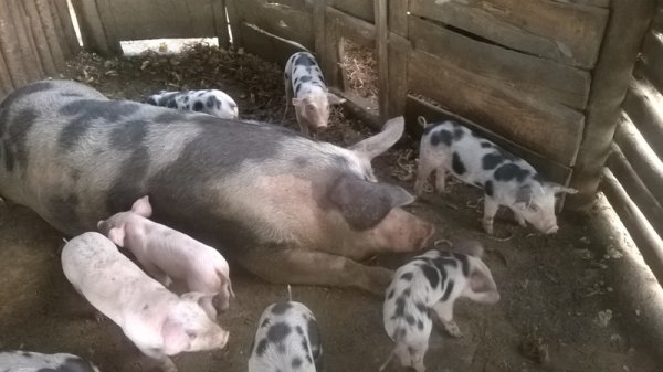 Nigeria: Icyorezo gishya cy'ibicurane kimaze guhitana ingurube ibihumbi 300