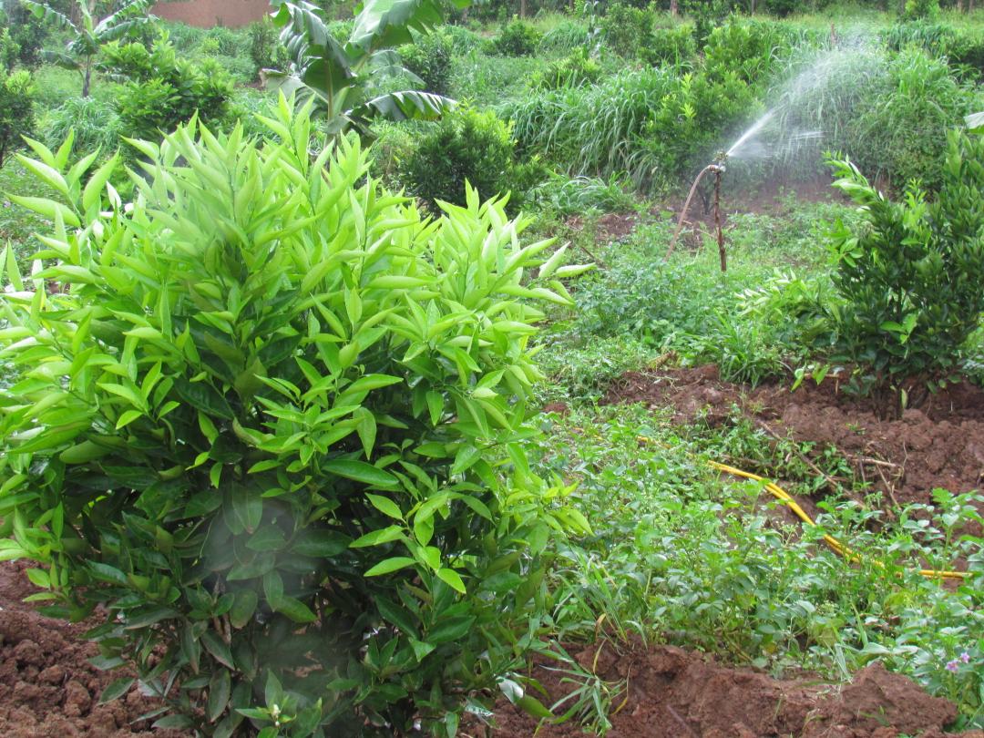 Gatsibo: Ubuhinzi bwa Hakizumwami bwatanze isomo ku bayobozi