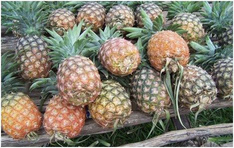 RUHANGO: ABAHINZI B'INANASI BAHANGAYIKISHIJWE NO KUTABONA IMBUTO NZIZA ZO GUTERA