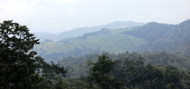 Pariki ya Gishwati-Mukura igiye gutangira gutunganywa