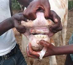 Nyagatare: Inka 29 zimaze gufatwa n'uburenge bw'inka, igenda ku muvuduko wa km200/h