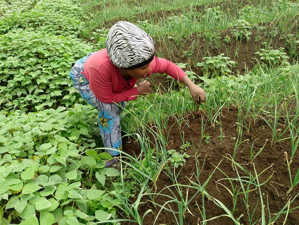 Rubavu: Umufuka w'ibitunguru wavuye ku bihumbi 140 ugera kuri 6, hari abashobora kwiyahura