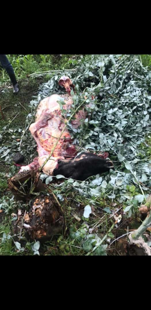 Mu Bigogwe inka zongeye kwibasirwa n'abagizi ba nabi