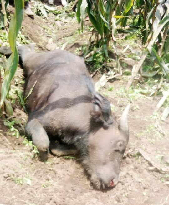 RDB yavuze ku muturage wishwe n'imbogo