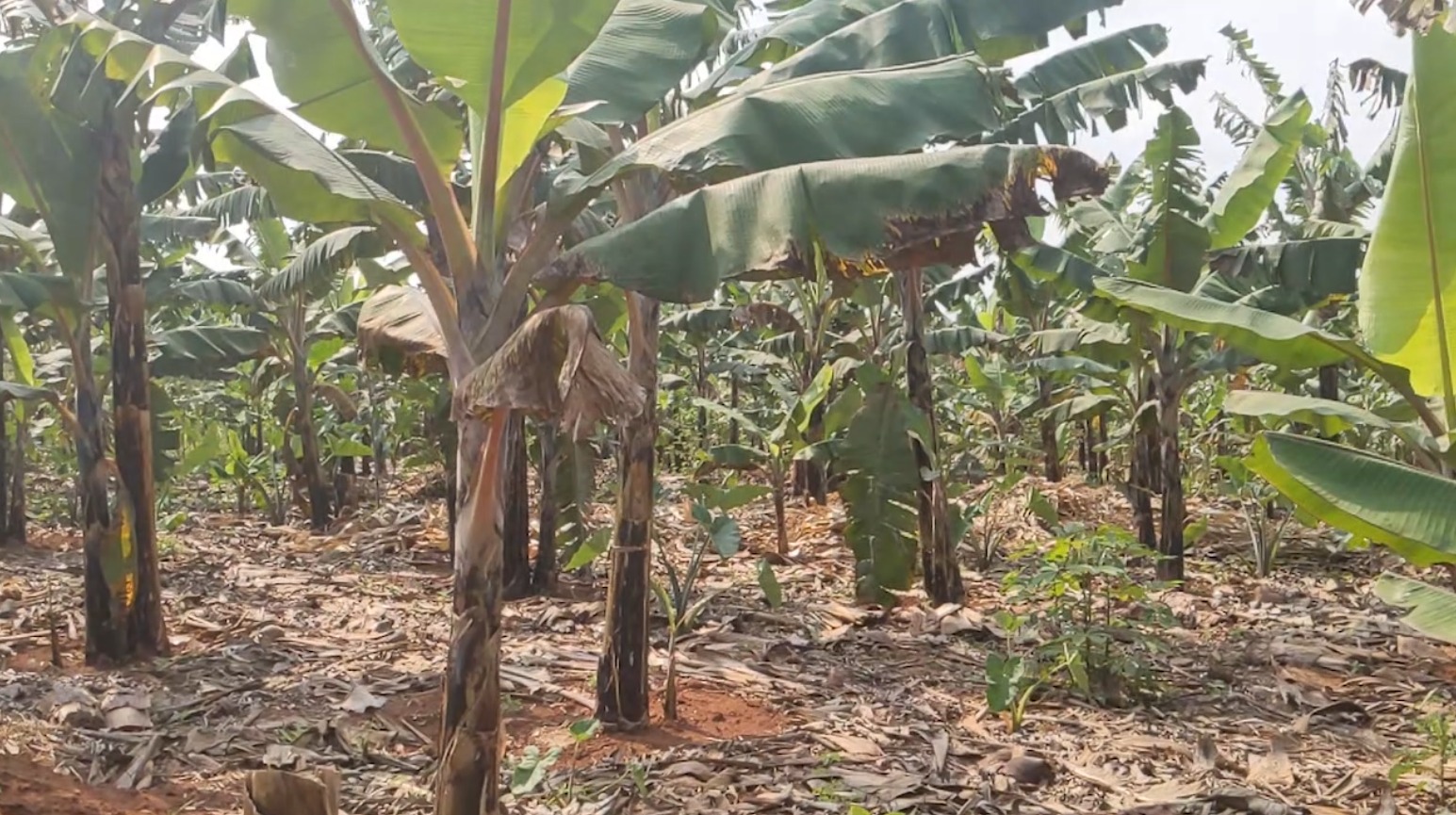 Nyagatare: Yasanze ubutaka bwe bwaragurishijwe atabizi 