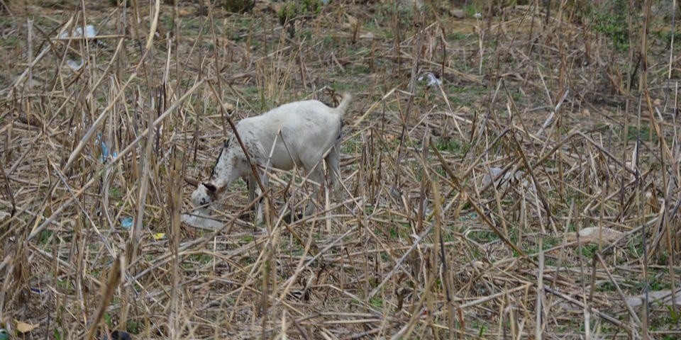 Abaturage bo mu ihembe rya Afurika barembejwe n'amapfa yibasiye ibihingwa n'inyamanswa