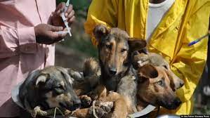 Tanzania imbwa zisaga 60 000 zigiye gukingirwa