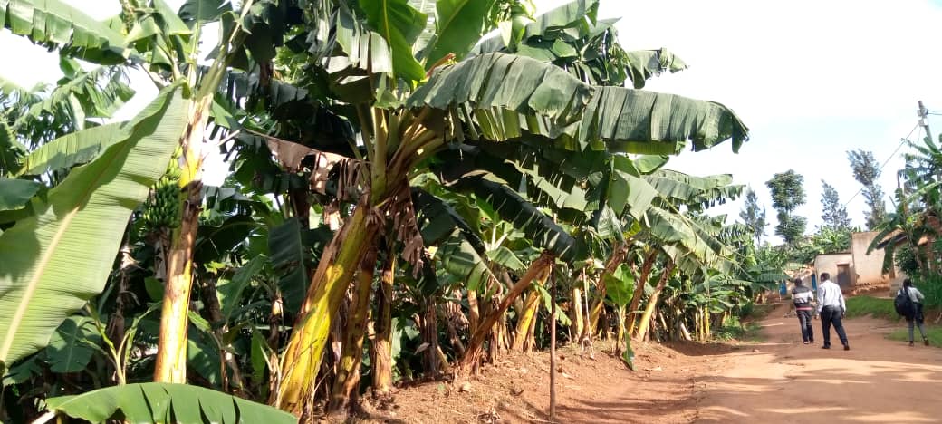 Nyabihu: Abaturage barasaba uruganda rwongerera agaciro umusaruro w'urutoki rwabo