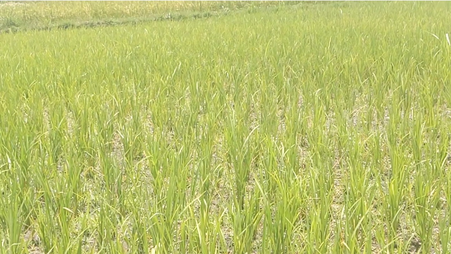 Nyagatare: Barasaba ko igishanga cy'umuceri gitunganywa